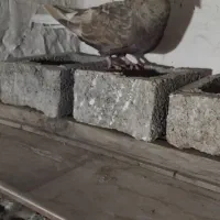 کفتر دم سفید ماده|پرنده|شهریار, شهرک بهاران (ویره)|دیوار