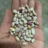 لوبیا چیتی سرحد