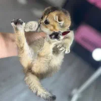 اسکاتیش دبل فولد گلد دوماهه