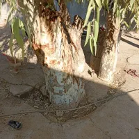 فروش دو عدد بید|خدمات باغبانی و درختکاری|ایذه, |دیوار