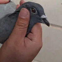 صید|پرنده|قائن, |دیوار