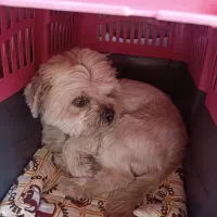 سگ شیتزو خانگی بامزه با شناسنامه