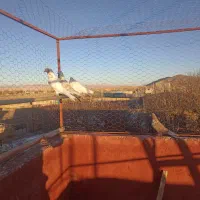 کفتر پرشی|پرنده|بزینه رود, |دیوار