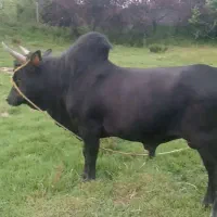 ورزا چالوسی