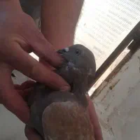 کفتر شهرستانی|پرنده|ری, حمزهآباد|دیوار