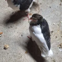 بار کفتر