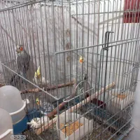 به شرط سلامت بودن|پرنده|نورآباد, |دیوار