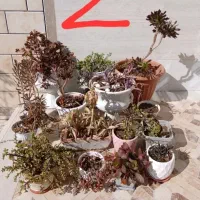 تعداد زیادی گل و گلدان معاوضه با پرنده