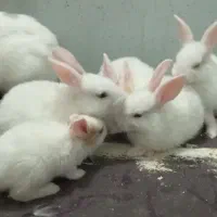 بچه خرگوش