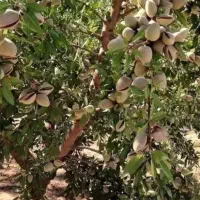 تولیدفروش نهال|عمدهفروشی|میاندوآب, |دیوار