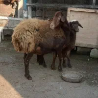 گوسفند بابره ماده|حیوانات مزرعه|شیرگاه, |دیوار