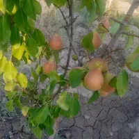 فروش باغ فردوسی|فروش خانه و ویلا|مشهد, رستگار|دیوار