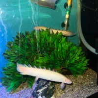 2عدد ماهی پولی آلبینو|ماهی|تربت‌حیدریه, ۴۵ متری|دیوار