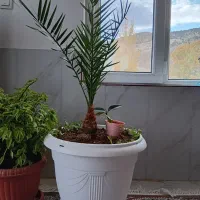 درختچه خرما|گل و گیاه طبیعی|بجنورد, |دیوار