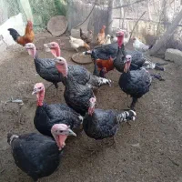 بوقلمون (بقله) محلی نژاد دار نر و ماده