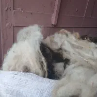 پشم گوسفندی پاییزه اعلا