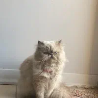 فروش|گربه|شهریار, شهریار|دیوار