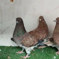 کبوتر کله ایی