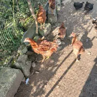 غاز ،مرغ و خروس|حیوانات مزرعه|رودسر, |دیوار