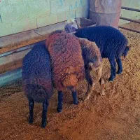 بره های قزل افشاری اصل مخصوص پرواری(گوسفند|حیوانات مزرعه|گنبد کاووس, |دیوار