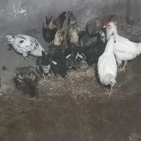 نیمچه خروس گلین|حیوانات مزرعه|میانه, |دیوار