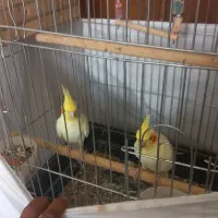 عروس هلندی مولد با جوجه