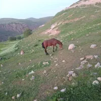 باسلام اسب دو ساله نربانژاد عالی یریش یورقه