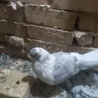 کفتر|پرنده|تایباد, |دیوار