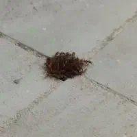 موریانه زدایی وسمپاشی