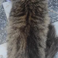 گربه گم شده در روستای حسین آباد ترکیب DHLو پرشین|گربه|رودسر, |دیوار