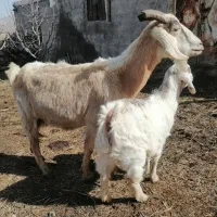 بز جوان|حیوانات مزرعه|سیلوانه, |دیوار