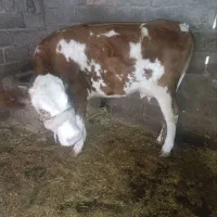 گاو سیمیتال|حیوانات مزرعه|دره شهر, |دیوار