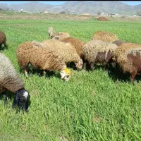 ماست گوسفندی،سرشیر محلی
