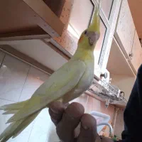 عروس هلندی سه ماه