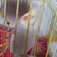 طوطی با قفس