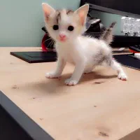 دنیای گربه ها|گربه|ری, شهرری|دیوار