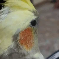 گمشده عروس هلندی