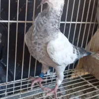 جوجه سوسکی پرفر