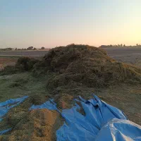 یونجه پر برگ