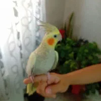 عروس هلندی ماده|پرنده|قرچک, پویینک|دیوار