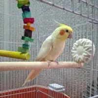 عروس هلندی لوتینو|پرنده|پیر بکران, |دیوار