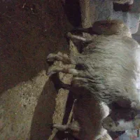 قوچ ورن سنجابی