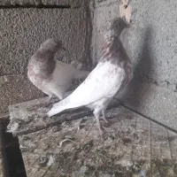 کبوتر|پرنده|آذرشهر, |دیوار