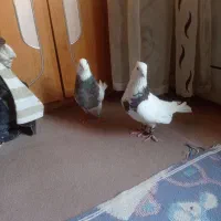 معاوضه با عروس هلندی|پرنده|گوهران, |دیوار