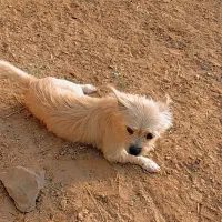 دو عدد پاپی فروشی نر و ماده