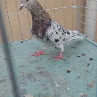 سرور پردمبی