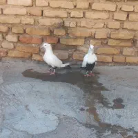 نروماده دمسیاه