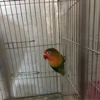 طوطی برزیلی ماده تخم گذار