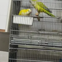 یک جفت راهب نرماده کار داده نرش زرد ماده پسته ای|پرنده|تهران, دانشگاه شریف|دیوار