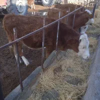 فروش گوساله سمینتال ماده